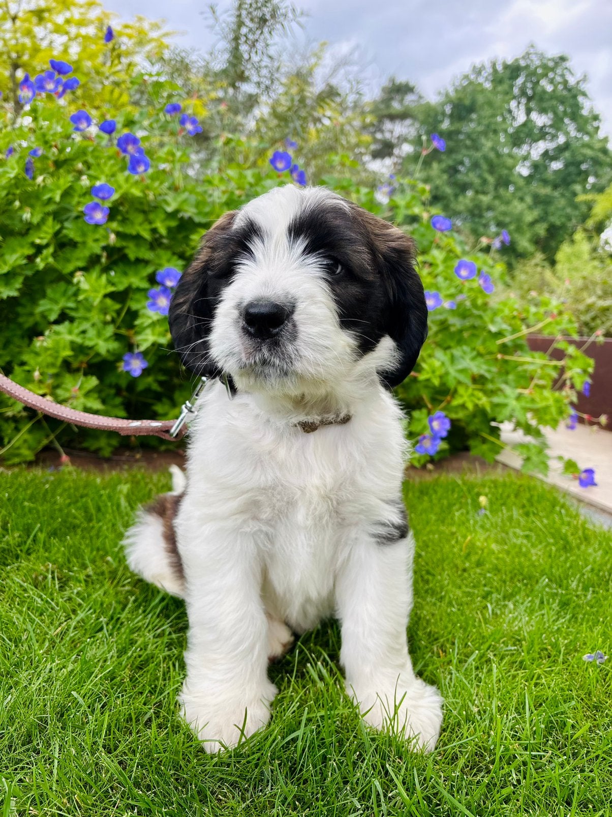 Doodle pups, Dieren en Toebehoren, Parvo, Overige rassen, 8 tot 15 weken, Meerdere