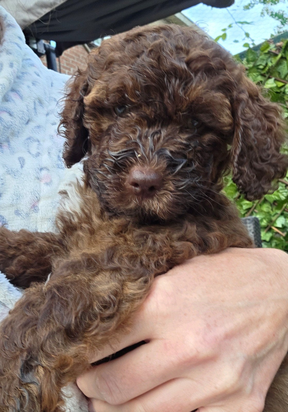 Lieve Labradoodle Teefjes mogen nu verhuizen ️, Dieren en Toebehoren, Honden | Retrievers, Spaniëls en Waterhonden, Overige rassen