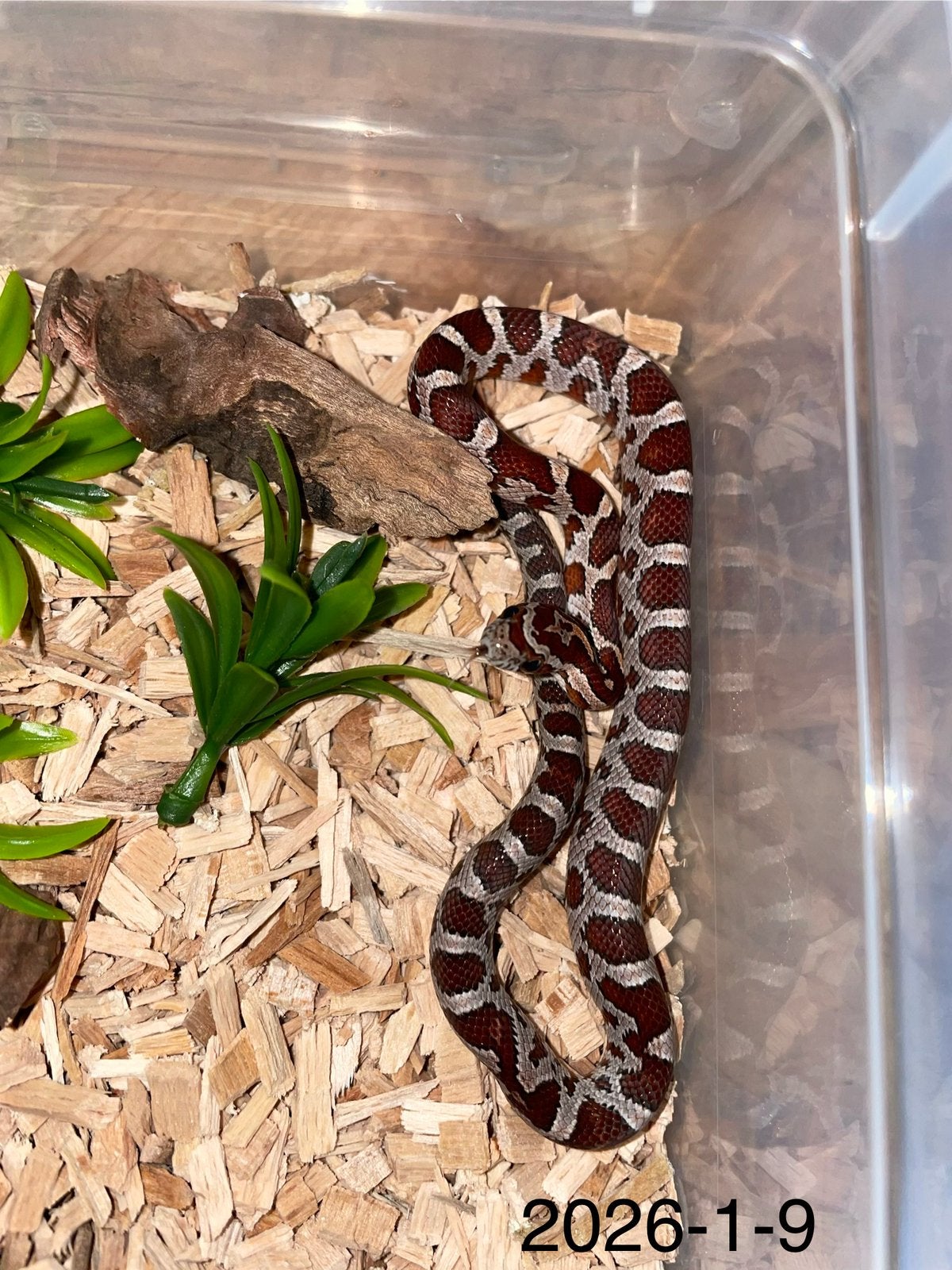 Jonge Rattenslangen div morphs Rat Snake photo 9