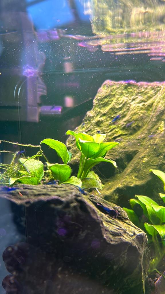 Blauwe garnalen, Kreeft, Krab of Garnaal