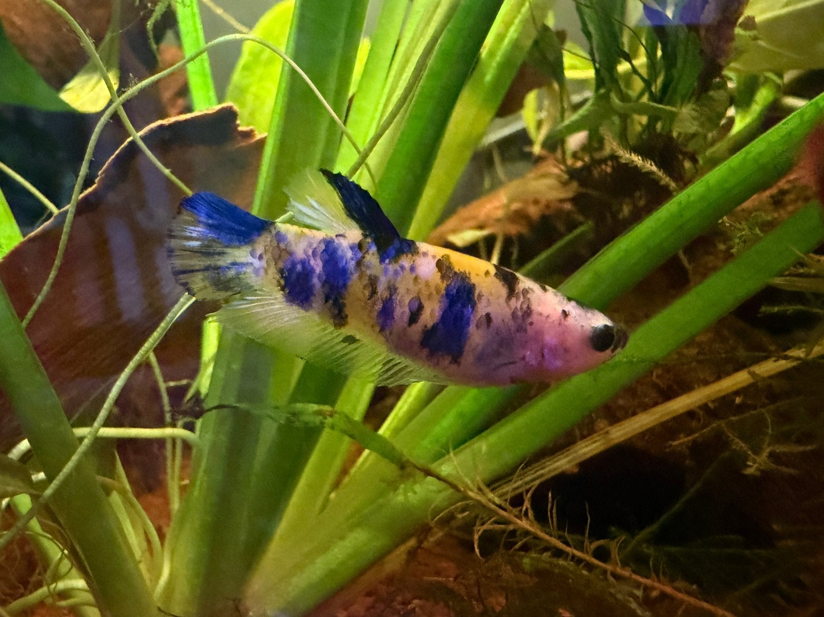 Verschillende vrouwen bettas splendens, Dieren en Toebehoren, Vis