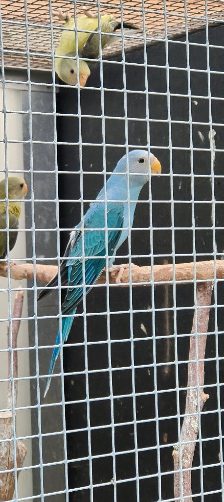 pruimkop, Dieren en Toebehoren, Meerdere dieren, Parkiet, Geringd