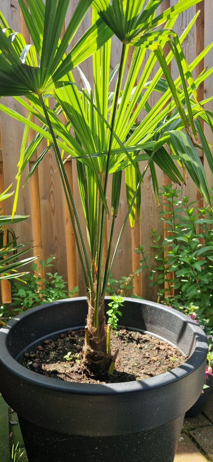 SUPER Goedkope PALMPLANTEN trachycarpus fortunei vanaf 7,50, Tuin en Terras, Volle zon, Vaste plant, Zomer, Ophalen