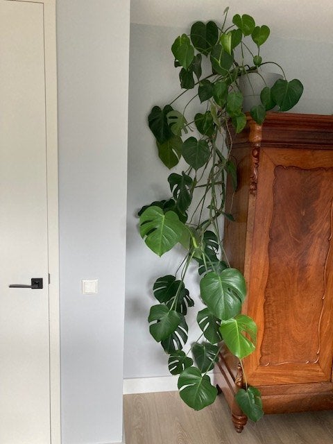 Grote Monstera Deliciosa - Prachtige Kamerplant, Ophalen, 200 cm of meer, Overige soorten, Halfschaduw