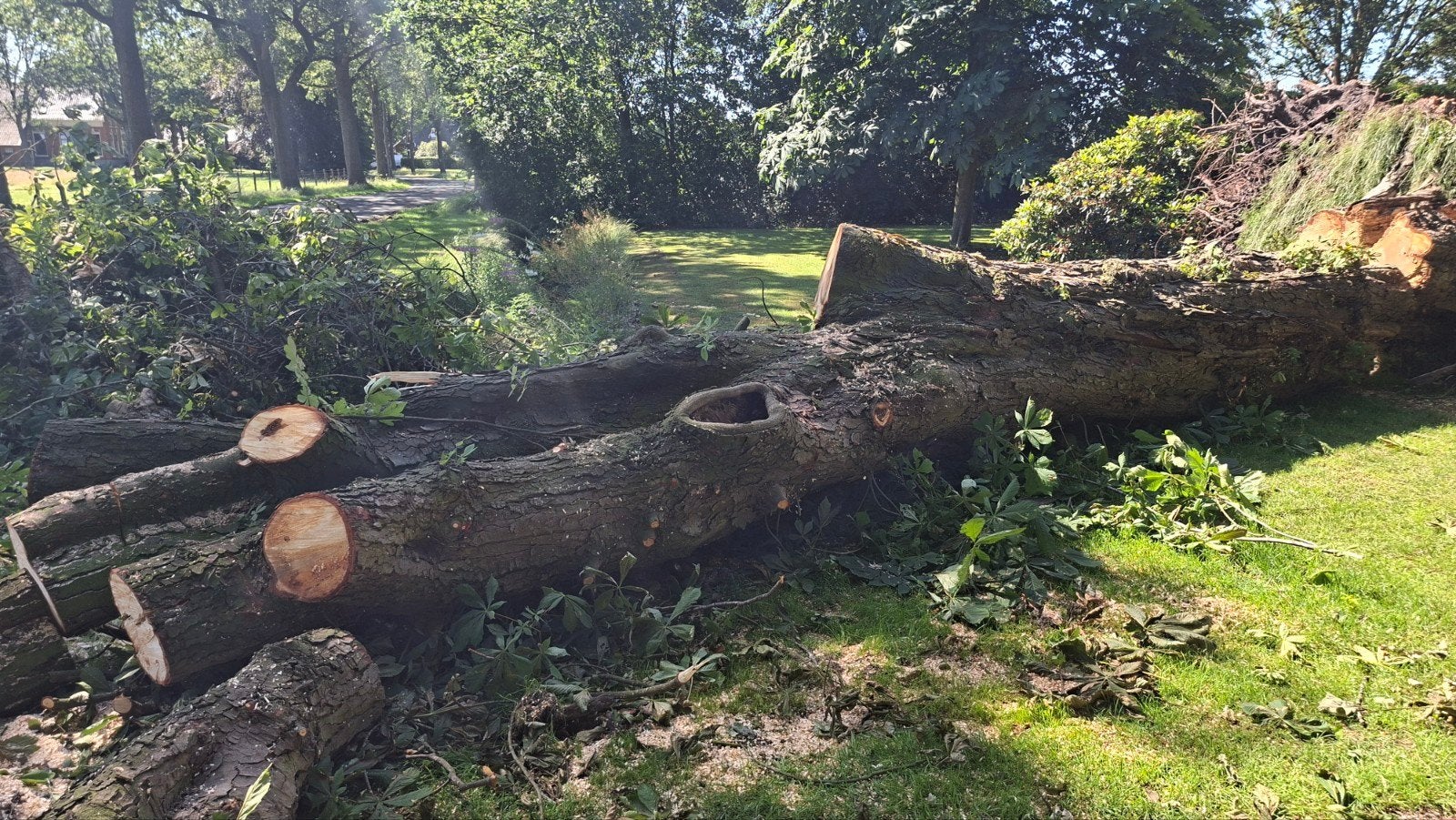 Kastanje boomstammen voor planken of haardhout, 3 tot 6 m³, Ophalen, Overige houtsoorten, Stammen