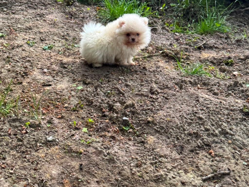 Pomeriaan reutje en teefje bont bear face goed thuis, Dieren en Toebehoren, Parvo, 8 tot 15 weken, Eén hond, Nederland