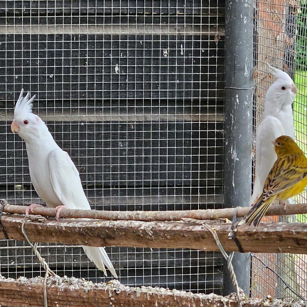 Jonge valkparkieten, Meerdere dieren, Parkiet