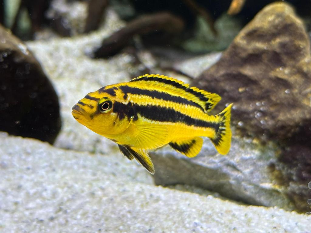 Melanochronis chipokae ( malawi cichlide), Dieren en Toebehoren, Vissen | Aquariumvissen, Vis