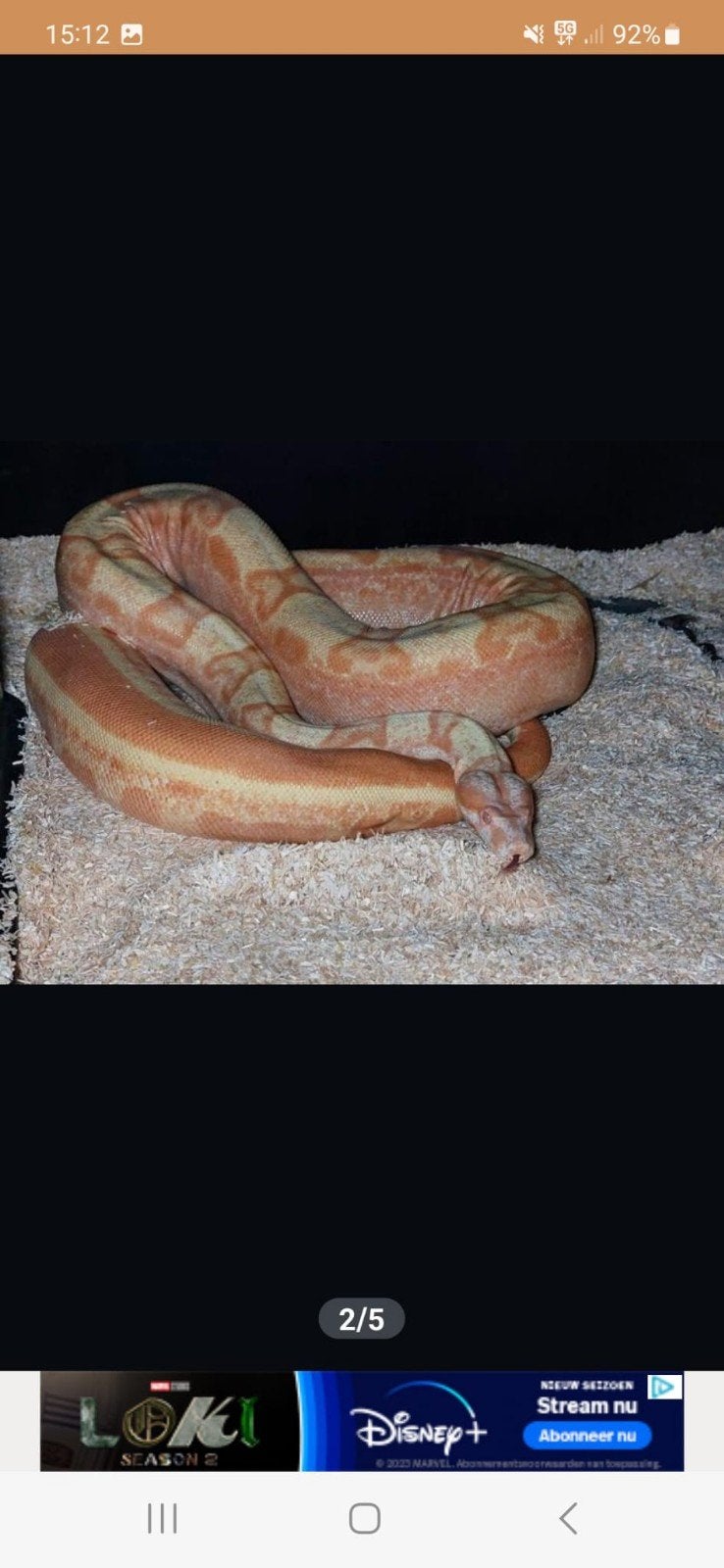 boa constrictor sunglow motley vrouwen
