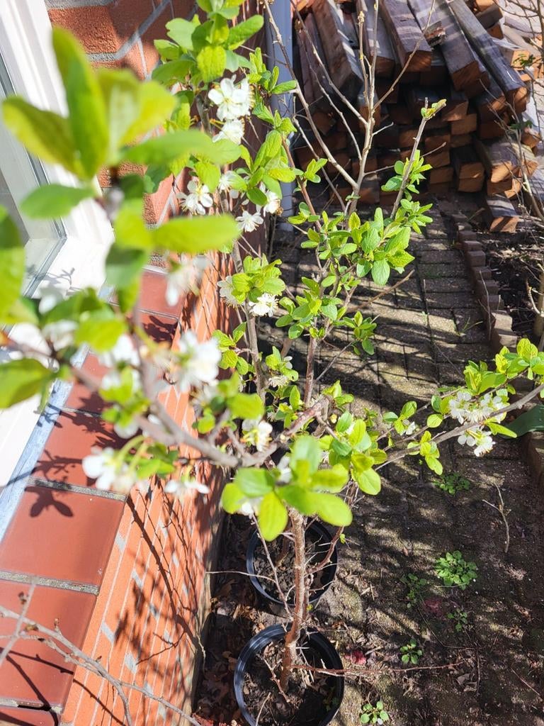 Pruimen bomen, Ophalen of Verzenden, In pot, Lente