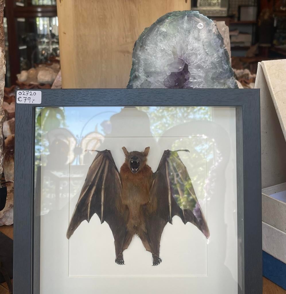 Cynopterus brachyotis (vleerhond) in lijst, Ophalen