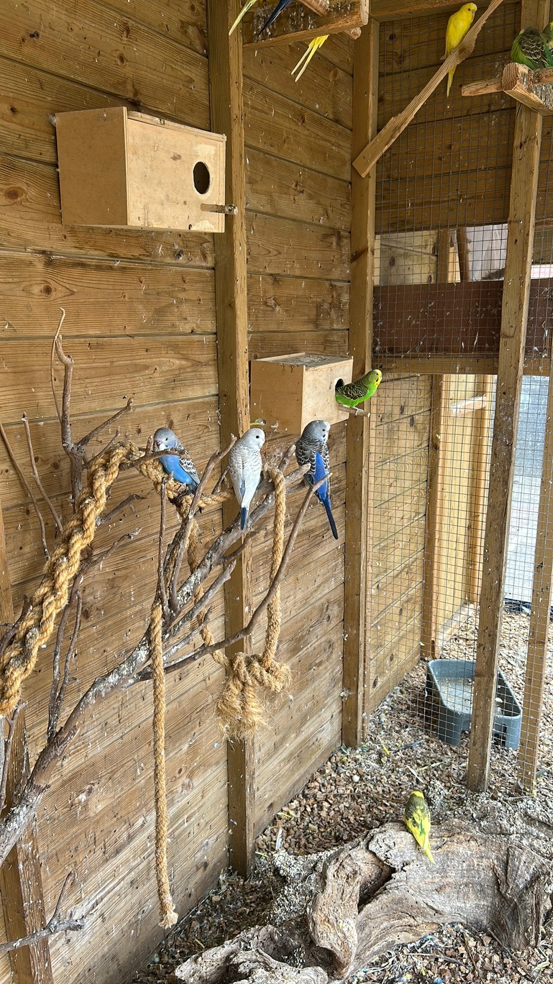 Div jonge grasparkieten om tam te maken, Meerdere dieren