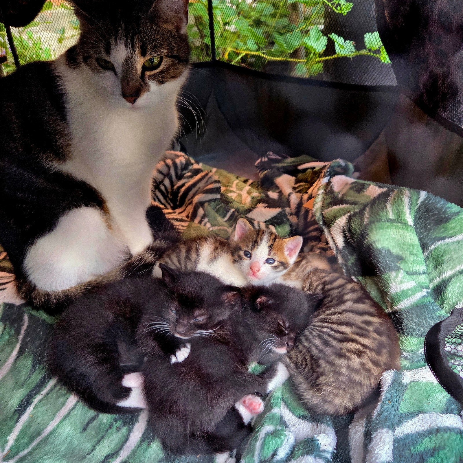Kittens zoeken een nieuw thuis, Dieren en Toebehoren, Katten en Kittens | Overige Katten, Meerdere dieren