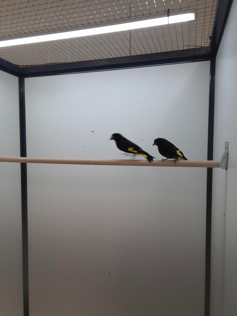 1-1 Zwarte sijs, Meerdere dieren, Tropenvogel, Geringd