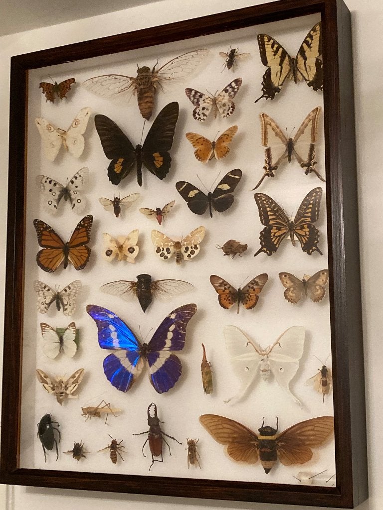 Opgezette vlinders en insecten, Ophalen, Gebruikt, Insect, Opgezet dier