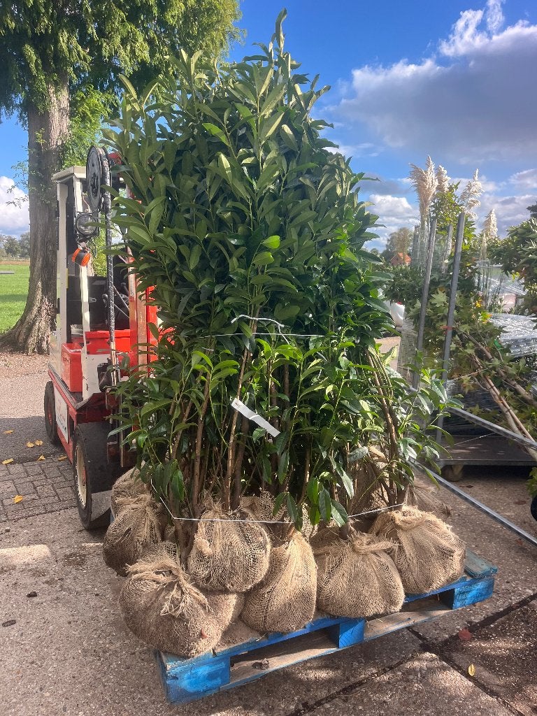 Laurier, Prunus Genolia, smal opgaand groeiende sierkers, Ophalen of Verzenden, Laurier, Haag, 100 tot 250 cm