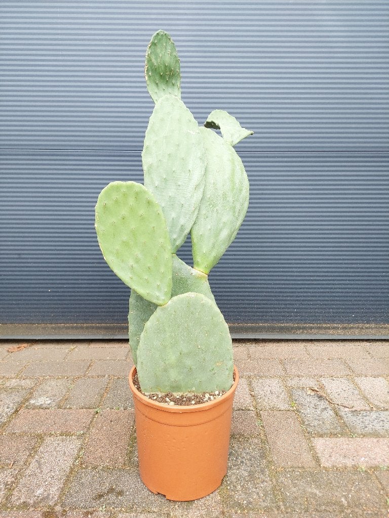 Opuntia Ficus Indica - Vijgencactus/Schijfcactus H: 90 cm., Volle zon, Vaste plant, Zomer, Ophalen
