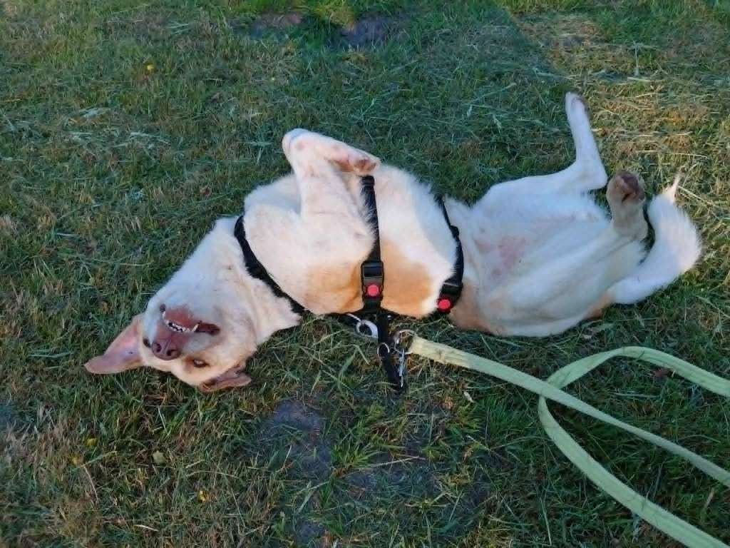Mooie Sandy ter adoptie!, Dieren en Toebehoren, Honden | Niet-rashonden, Particulier, Buitenland, Teef, Eén hond