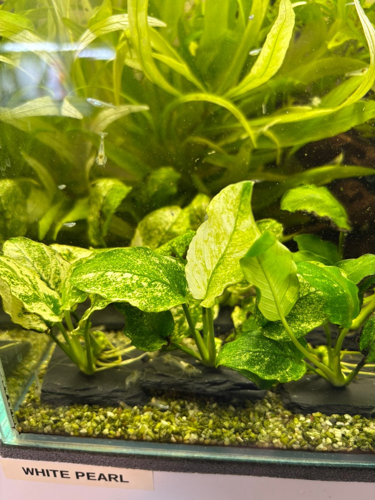 Anubias nana pinto variegata, Dieren en Toebehoren, Ophalen of Verzenden, Zo goed als nieuw, Plant(en), Steen of Hout