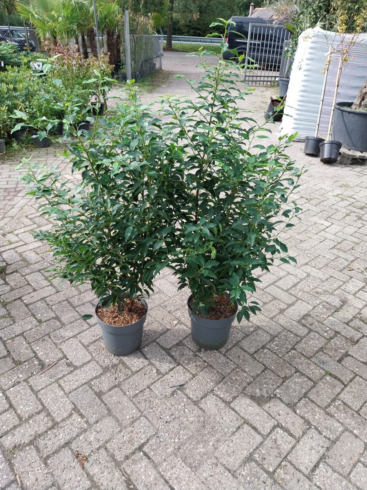 Prunus Lusitanica Angustifolia - Portugese Laurier, Tuin en Terras, Ophalen, Vaste plant, Overige soorten, Halfschaduw