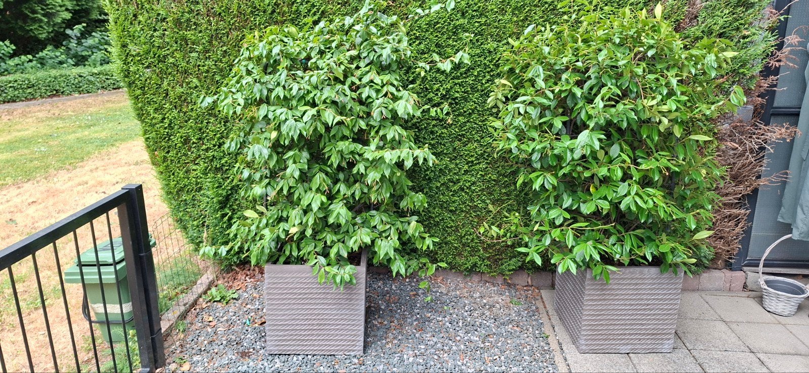 2 jasmijn planten inclusief pot, Ophalen, Zo goed als nieuw, Overige materialen