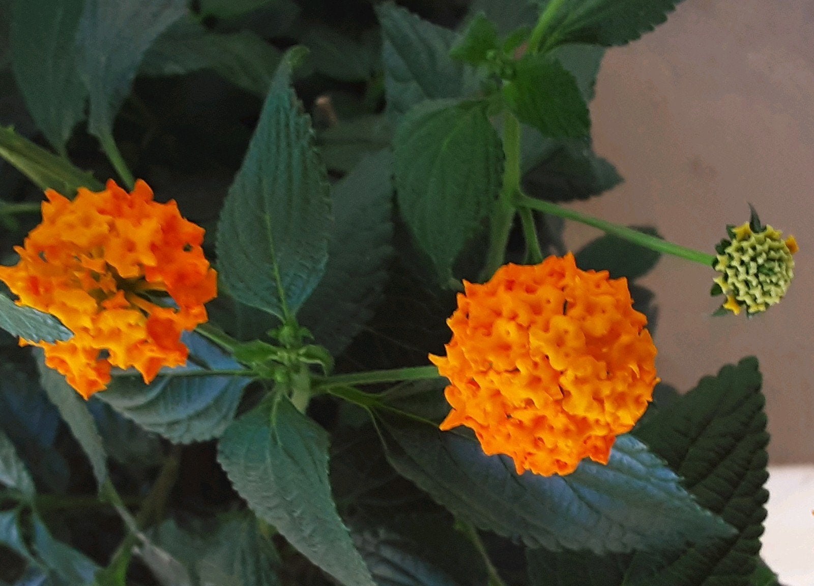 Wisselbloem (Lantana camara), Ophalen of Verzenden, Zomer, Overige soorten, Volle zon