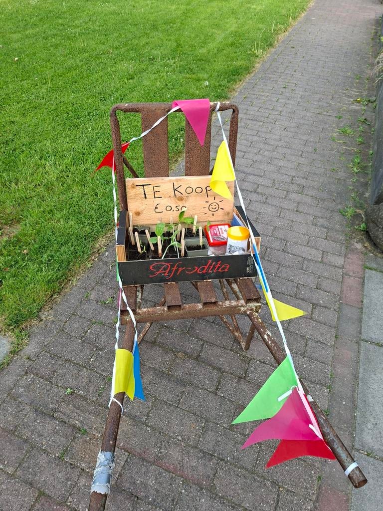 Kweekplantjes en aardbeienplantjes!, Tuin en Terras, Ophalen, Eenjarig, Groenteplanten, Volle zon