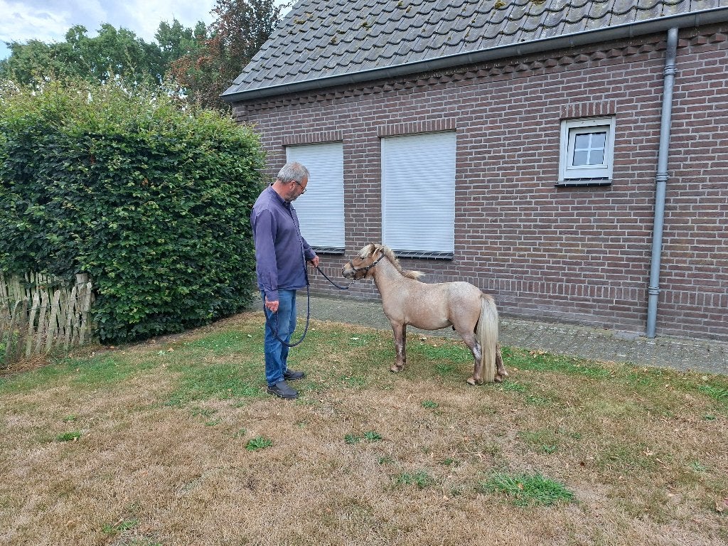 Apart gekleurd mini paardje, Dieren en Toebehoren, Pony's, Niet van toepassing, 0 tot 2 jaar, Hengst, A pony (tot 1.17m)