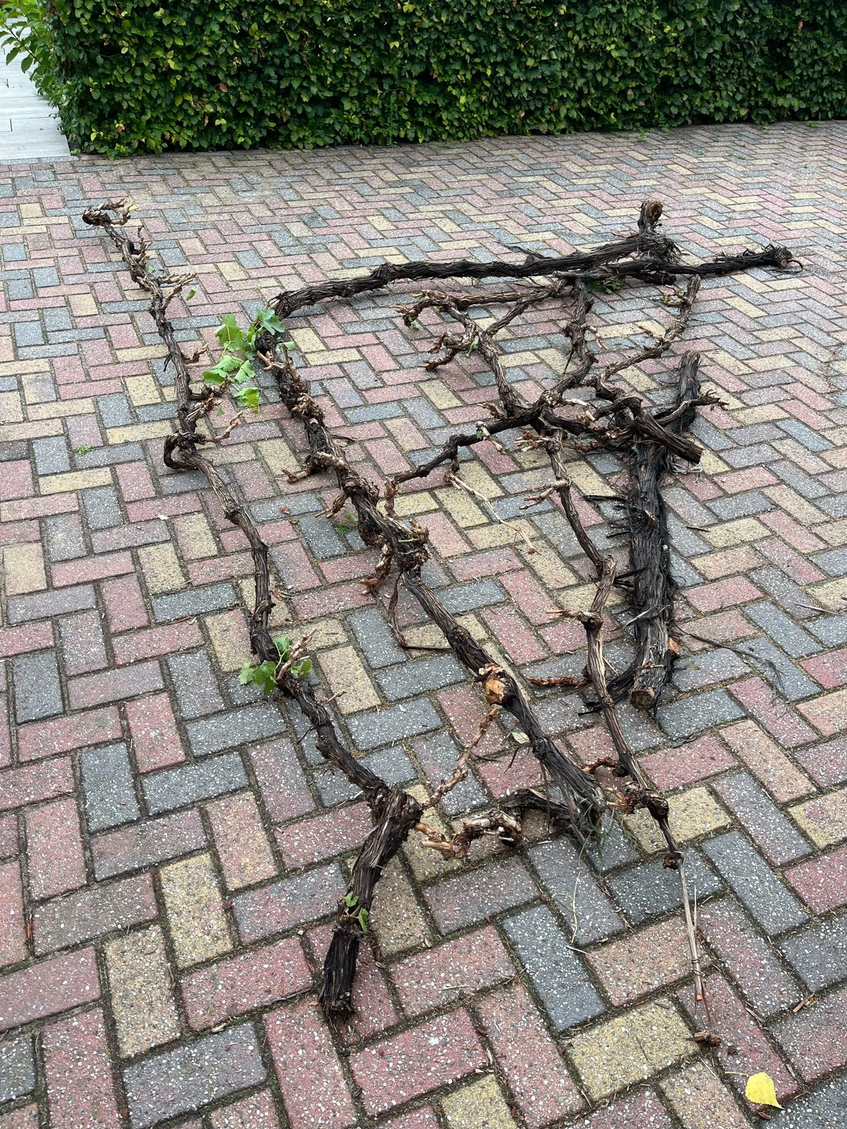Druiventakken voor terrariums, Ophalen