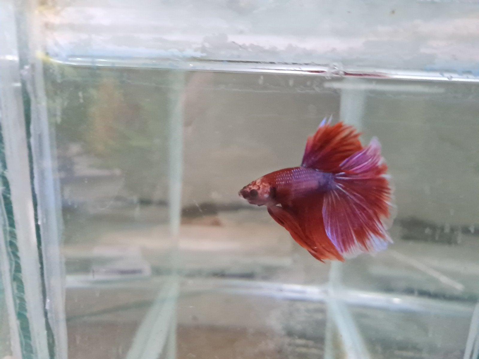 Betta Splendens Super Delta Kempvis man, Vis, Zoetwatervis