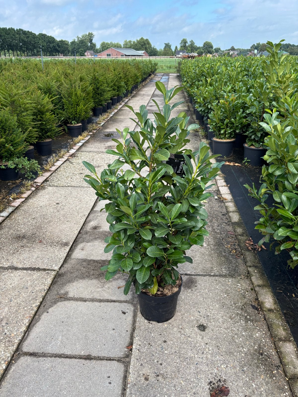 Glanzende Laurierkers (Prunus laurocerasus Rotundifolia)Etna, Volle zon, Vaste plant, Bloeit niet, Ophalen