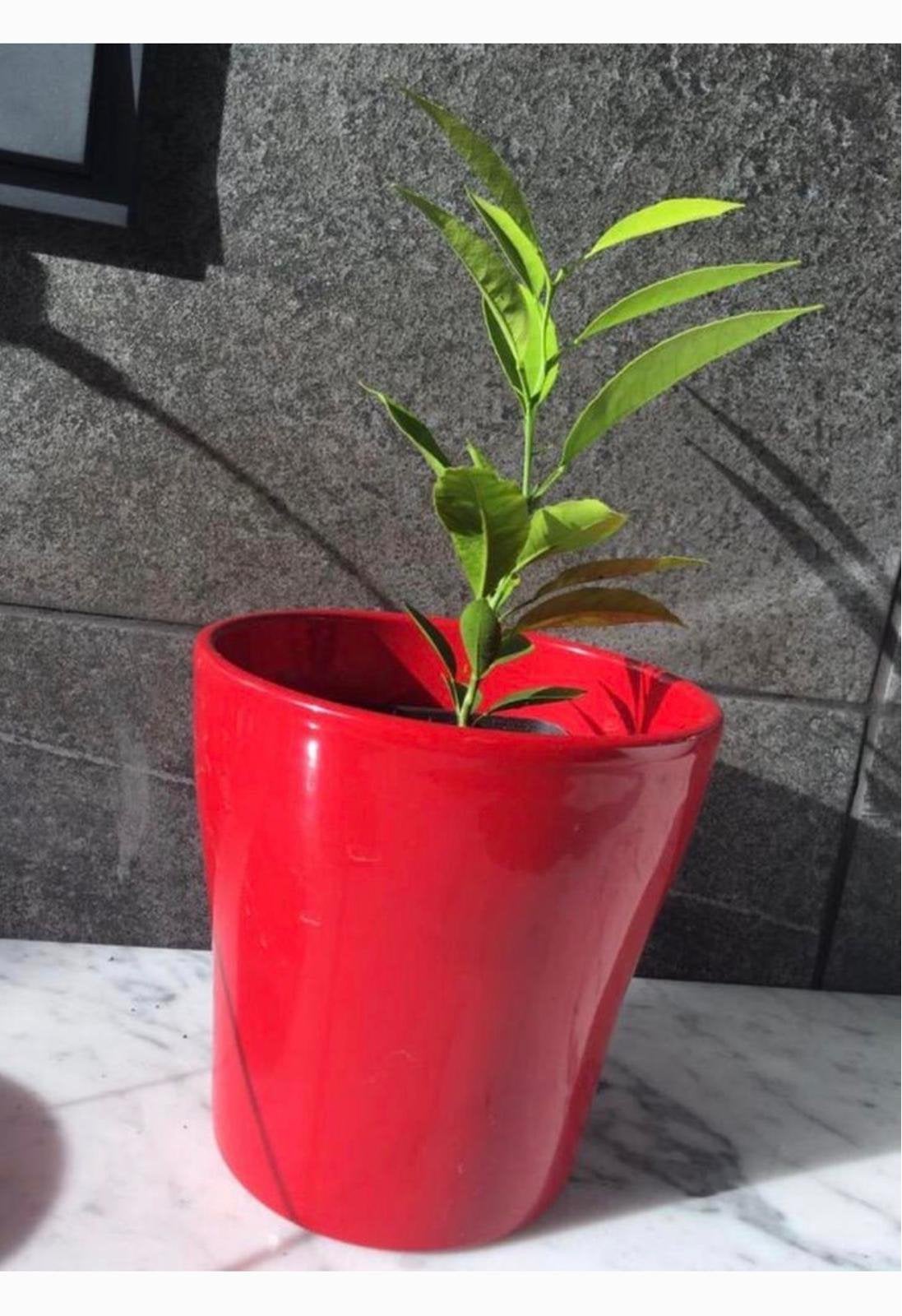 Vintage West-Duitse terracotta mooie bloempot rood, Ophalen, Rond, Binnen, Minder dan 40 cm