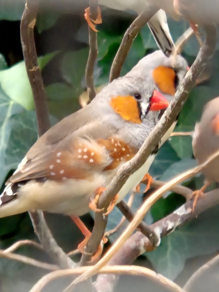 Zebravink koppels, Dieren en Toebehoren, Meerdere dieren, Tropenvogel