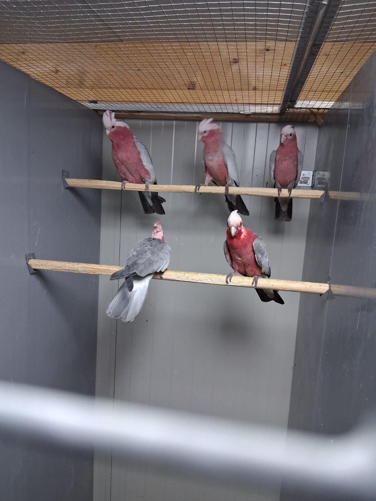 rose kakatoe koppels en jonge vogels, Meerdere dieren, Papegaai