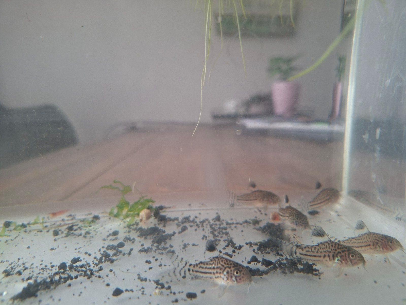 7x Corydoras julii, Dieren en Toebehoren, Vis, Zoetwatervis, Schoolvis