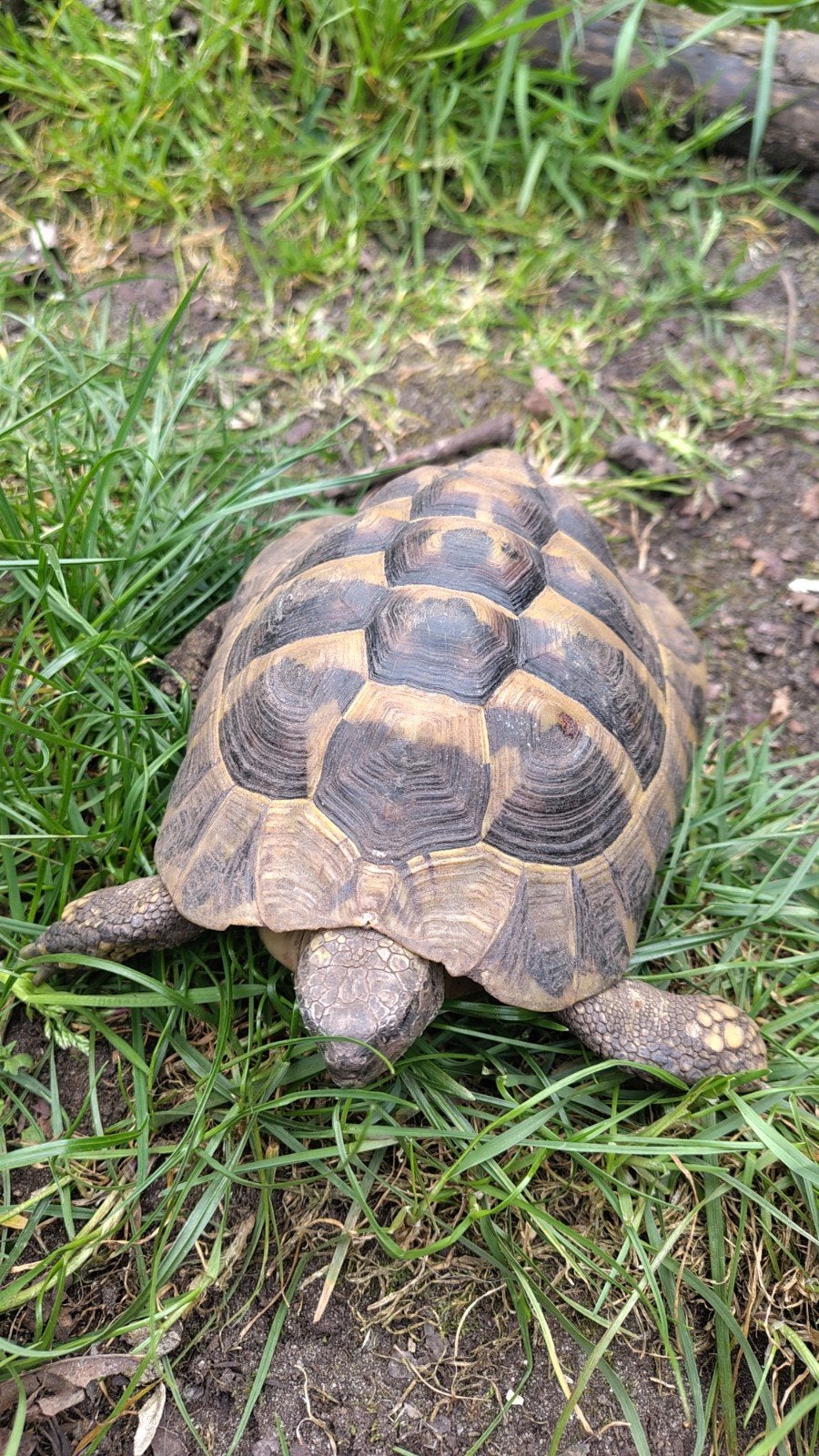 Griekse landschildpad, Dieren en Toebehoren, Reptielen en Amfibieën, Schildpad, 3 tot 6 jaar
