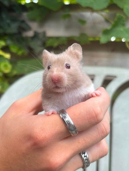 Jonge tamme syrische hamster! (8weken), Hamster, Juni, Vrouwelijk, Tam