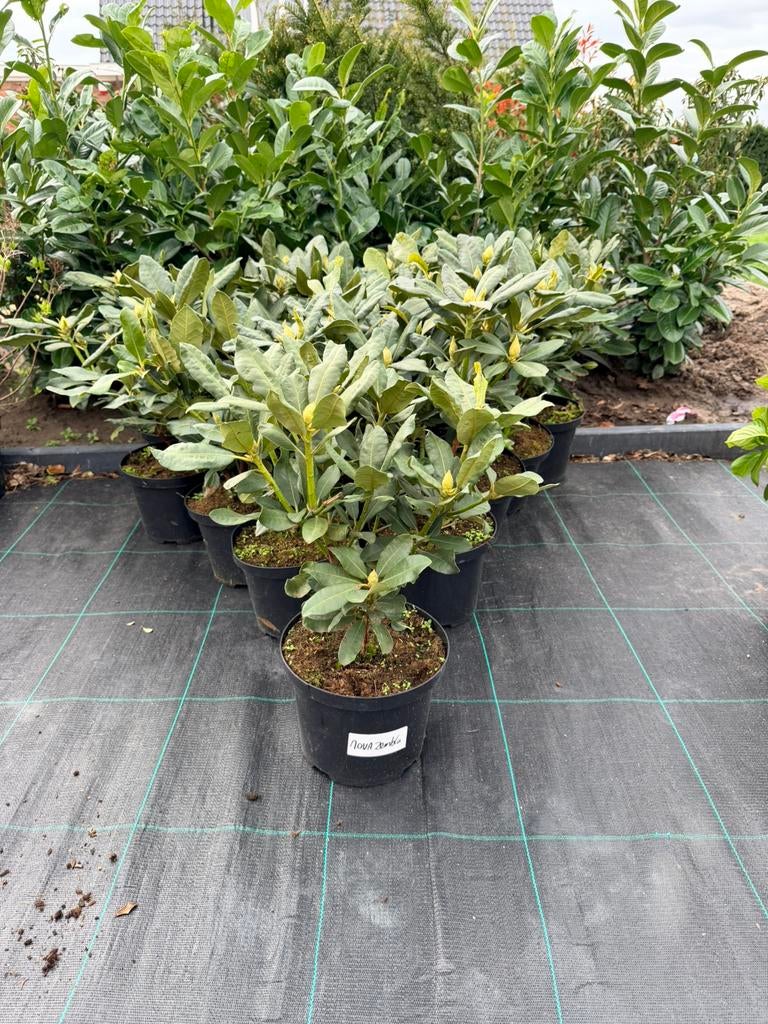 “ Prachtige Rhododendron in knop!, Ophalen of Verzenden, Rhododendron, Minder dan 100 cm