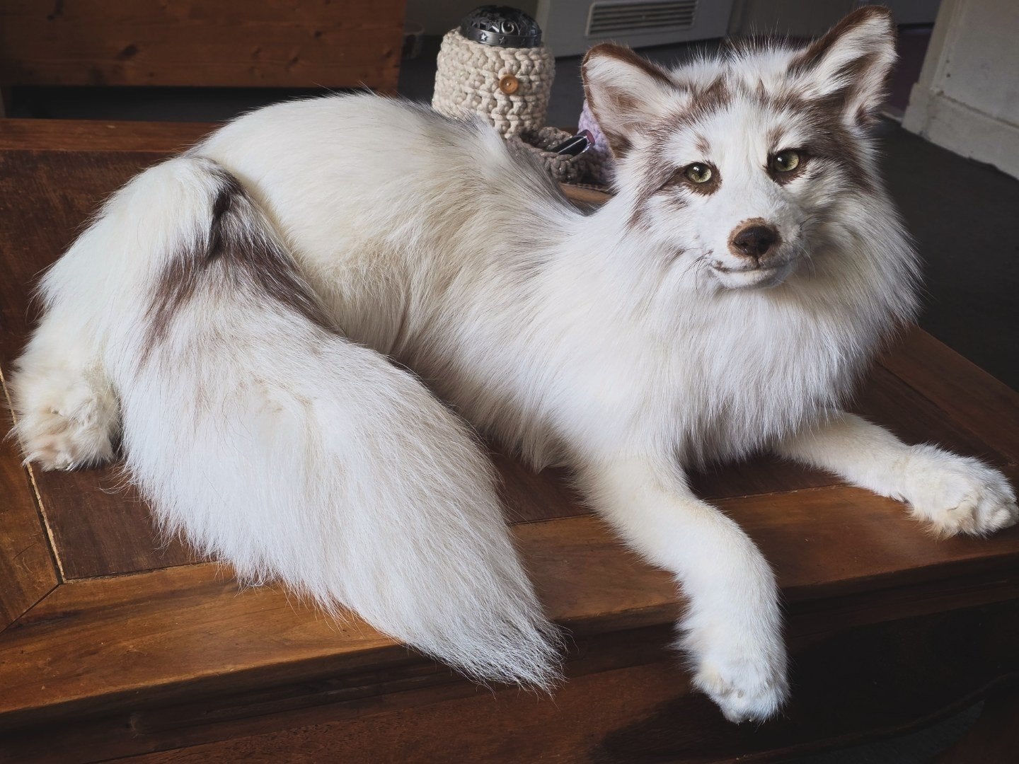 Softmount taxidermie vos te koop, Ophalen of Verzenden, Wild dier, Opgezet dier