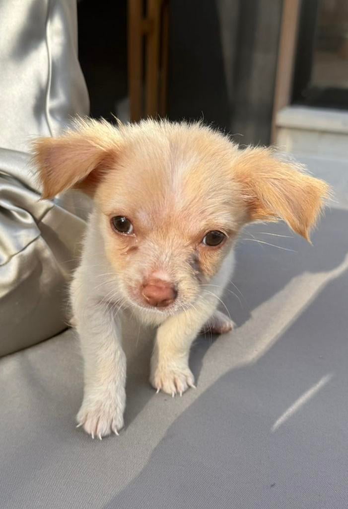 Puppy teefje, Particulier, 15 weken tot 1 jaar, Buitenland, Teef