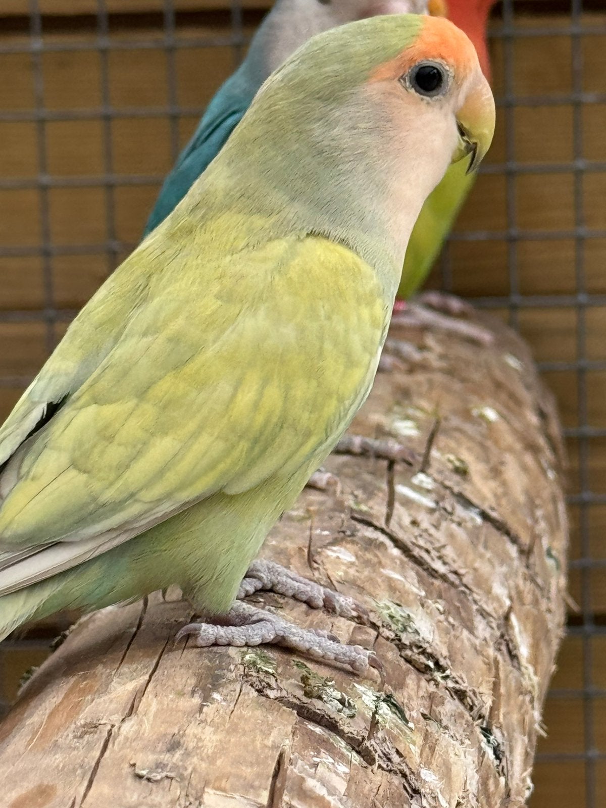 1 Agapornis roseicollie dwergpapegaai man  dna certificaat, Dieren en Toebehoren, Meerdere dieren, Papegaai