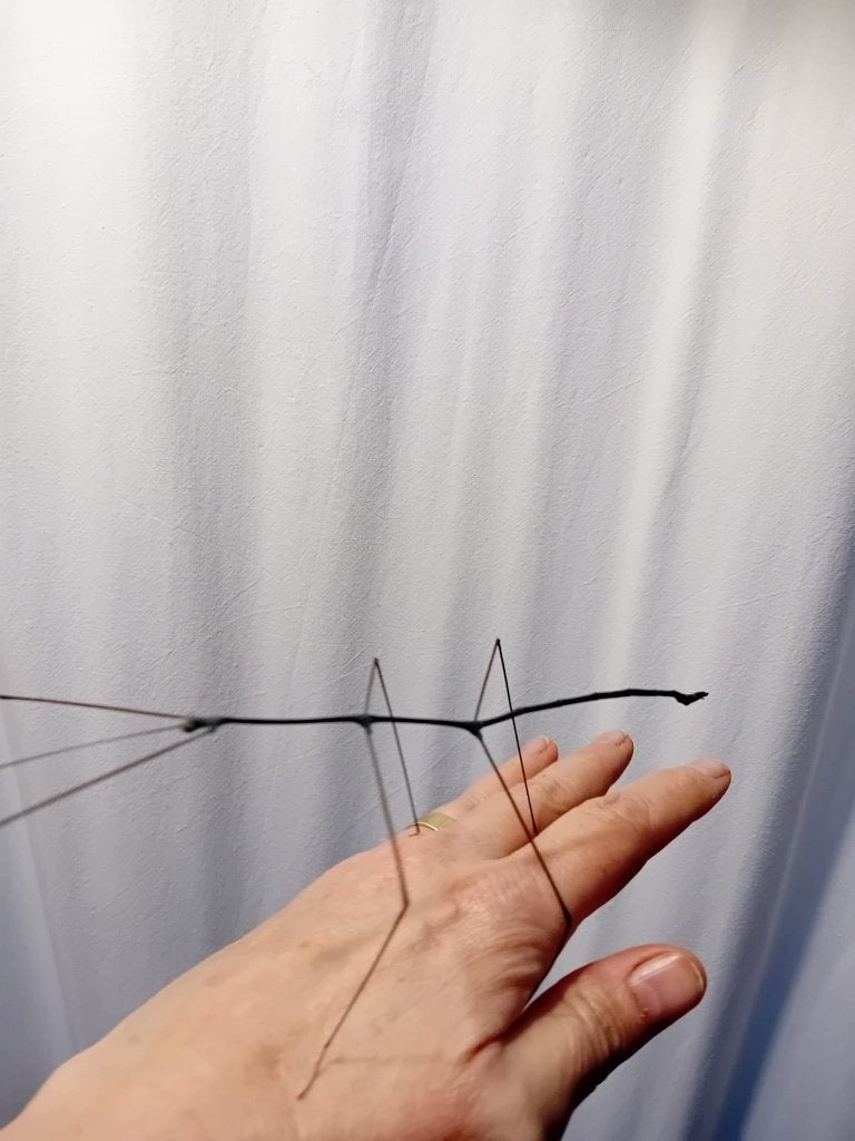 wandelende takken, Wandelende tak