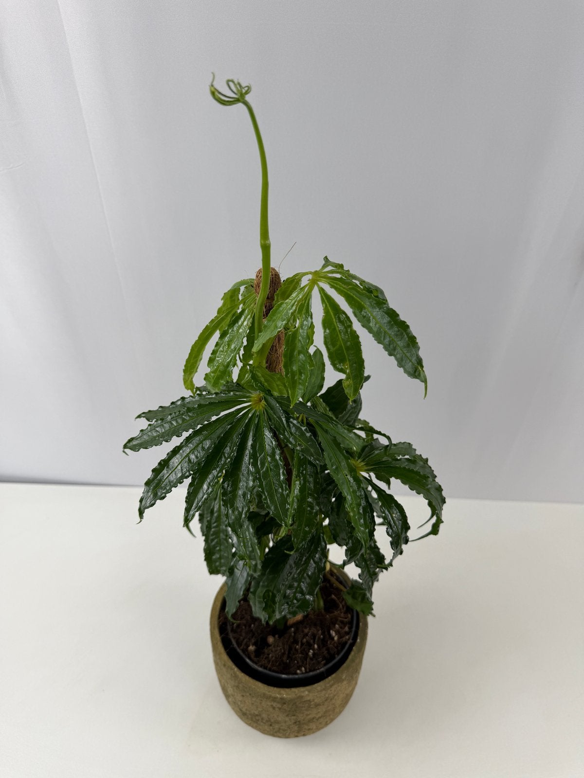 Anthurium polystichum - Unieke kamerplant in pot 13, Overige soorten, In pot, Minder dan 100 cm, Groene kamerplant