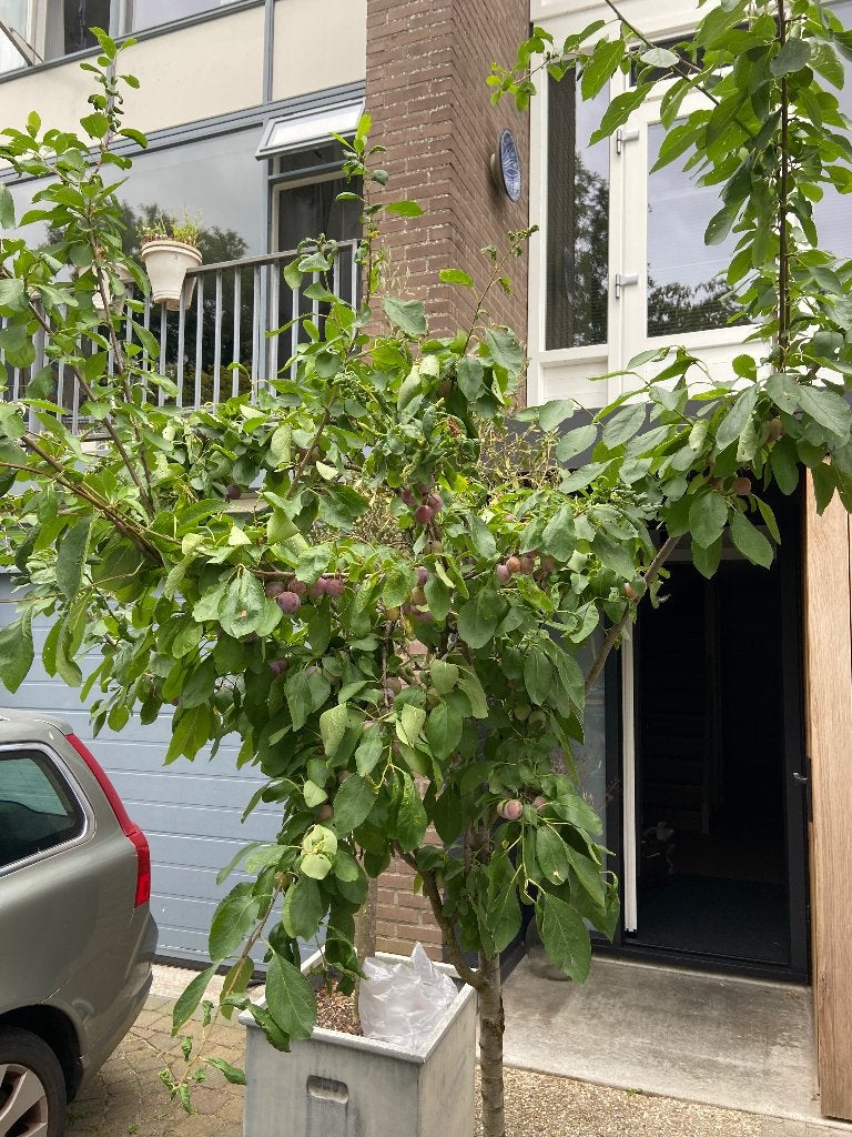 Pruimenboom, Ophalen, Lente, Pruimenboom, Halfschaduw