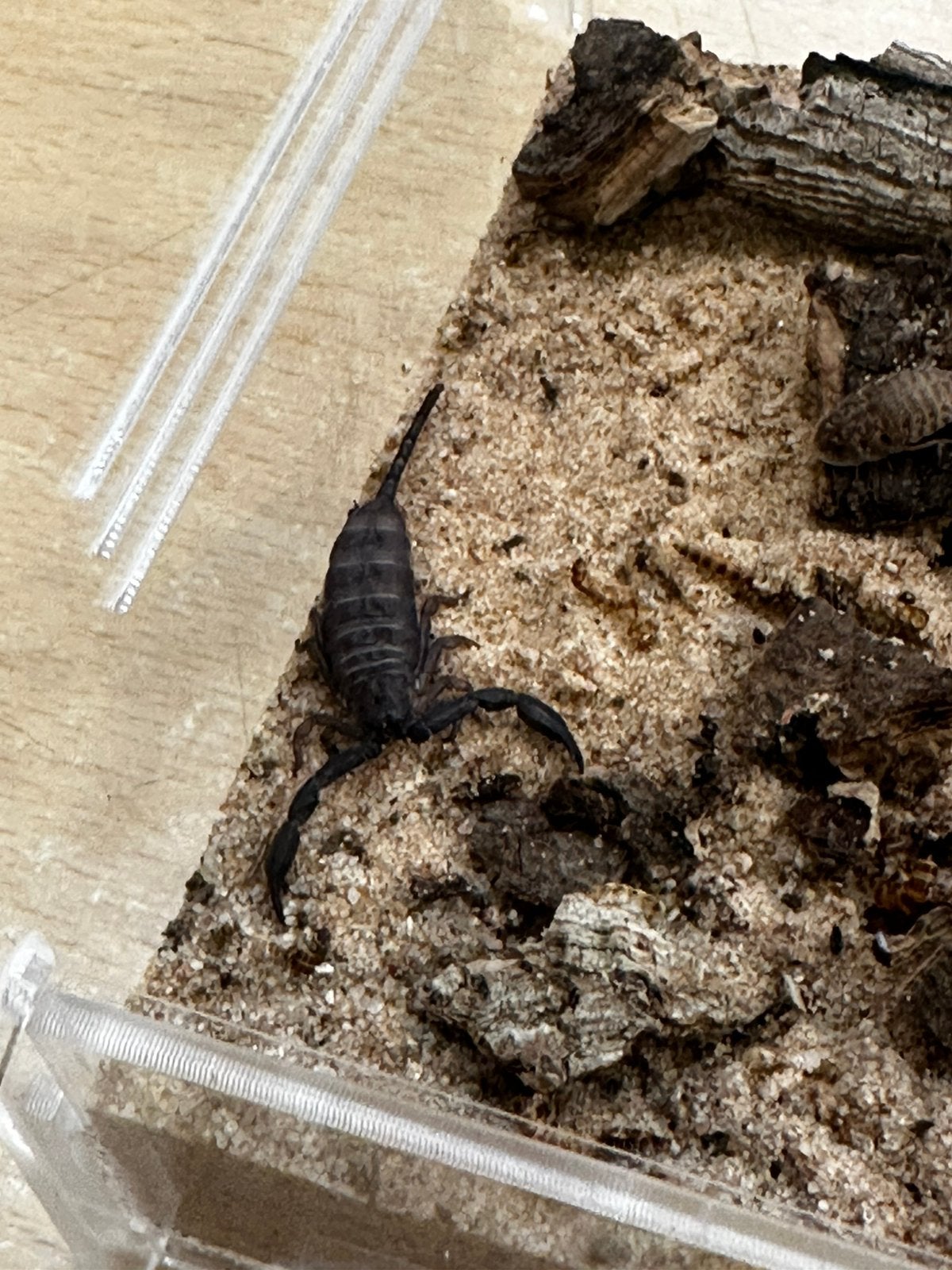 hadogenes Paucidens (3 CM), Dieren en Toebehoren, Spin of Schorpioen