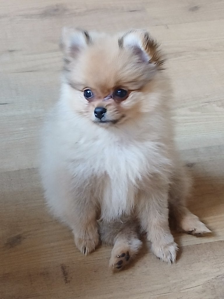 Pomeriaan pup, Dieren en Toebehoren, Honden | Poolhonden, Keeshonden en Oertypen, Parvo, Keeshond, 8 tot 15 weken, Teef