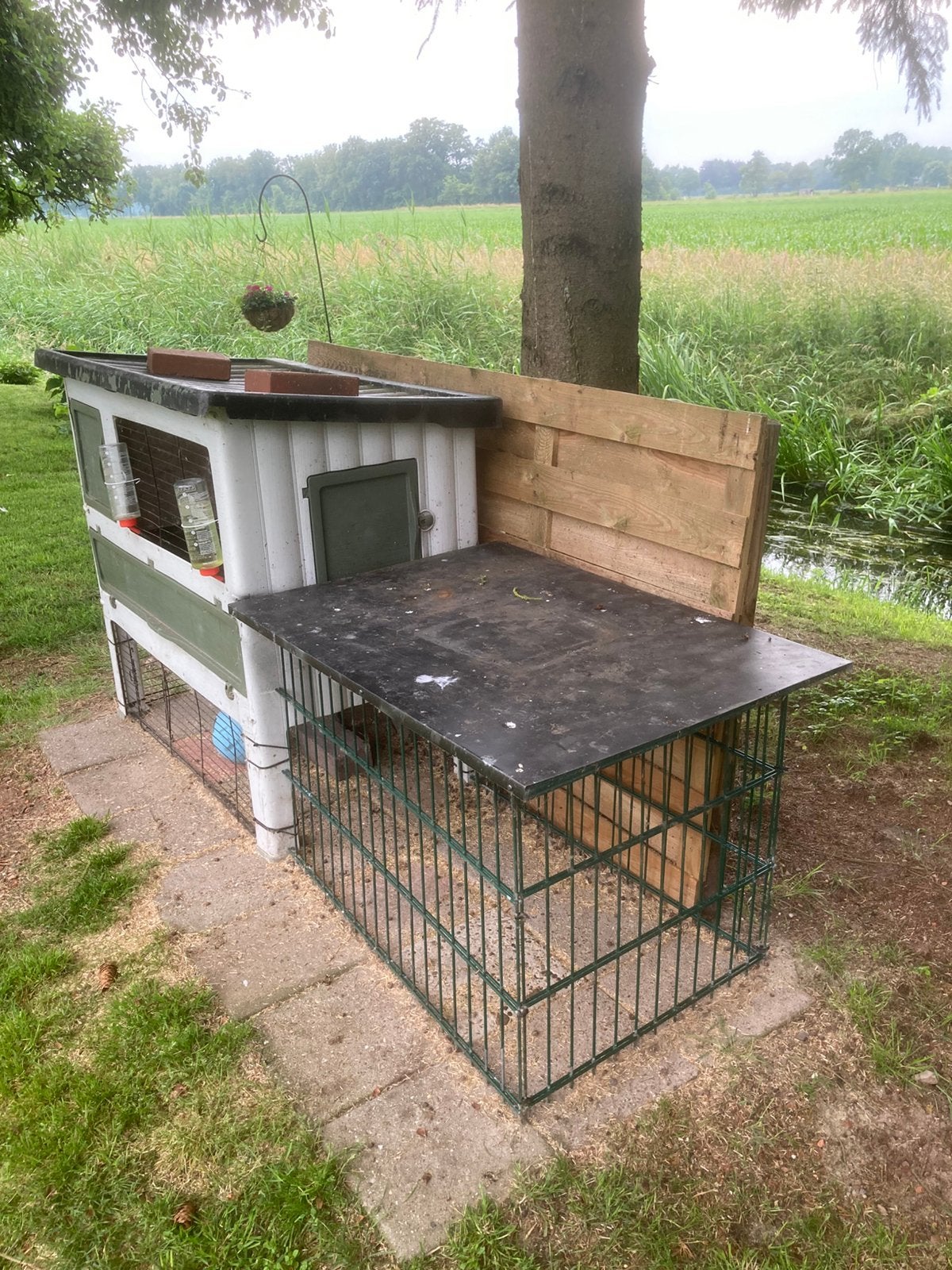 Konijnen met hok, Vrouwelijk