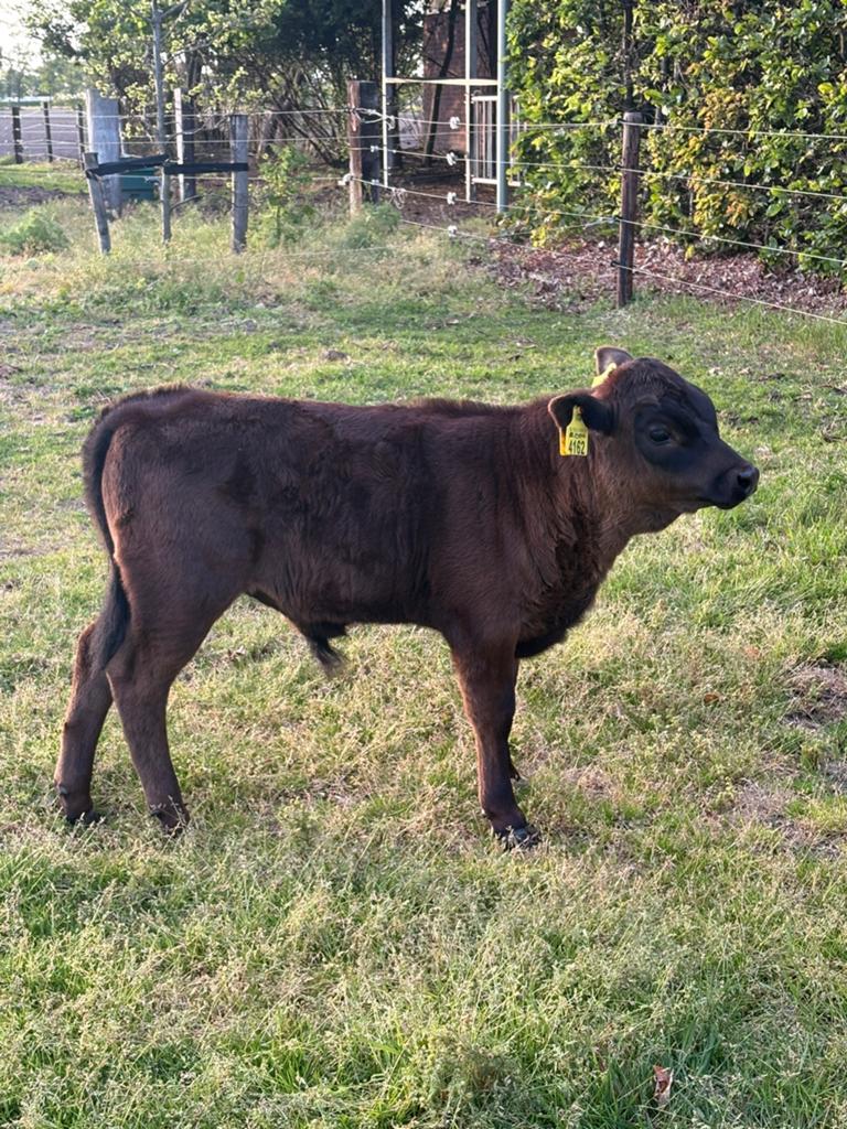 Zwart Dexter stierkalf, Dieren en Toebehoren, Runderen, Mannelijk, 0 tot 2 jaar