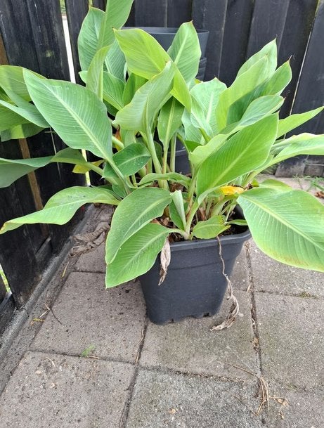 Musella Lasiocarpa te koop!, Ophalen, Vaste plant, Overige soorten, Volle zon