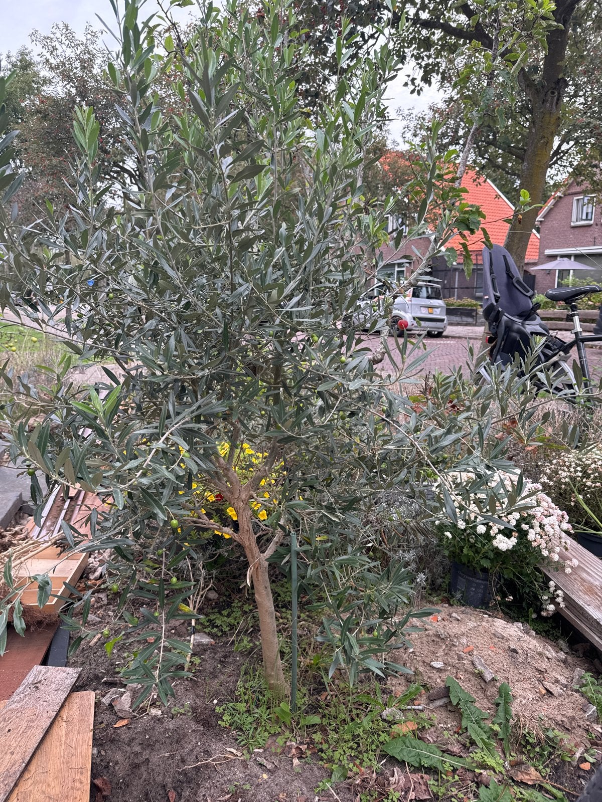Olijfboom 120cm - Mediterrane sfeer in uw tuin, Ophalen, Lente, Overige soorten, Volle zon